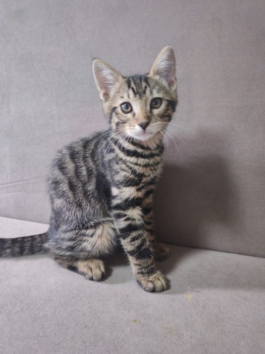 Продам котят Бенгальцев