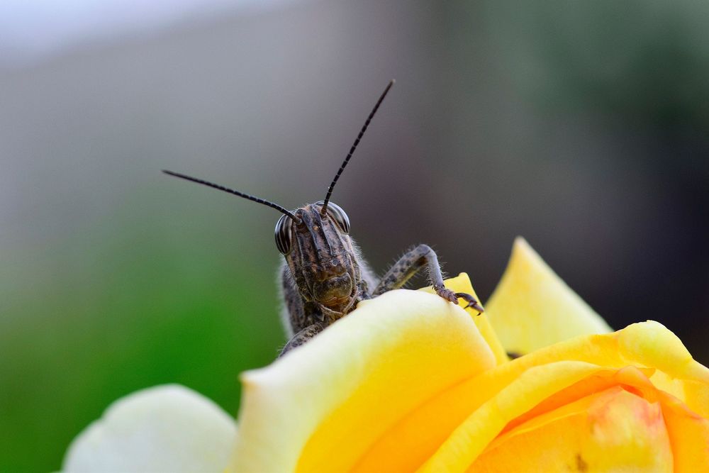 AF Tokina 100mm f/2.8D Macro обектив Никон