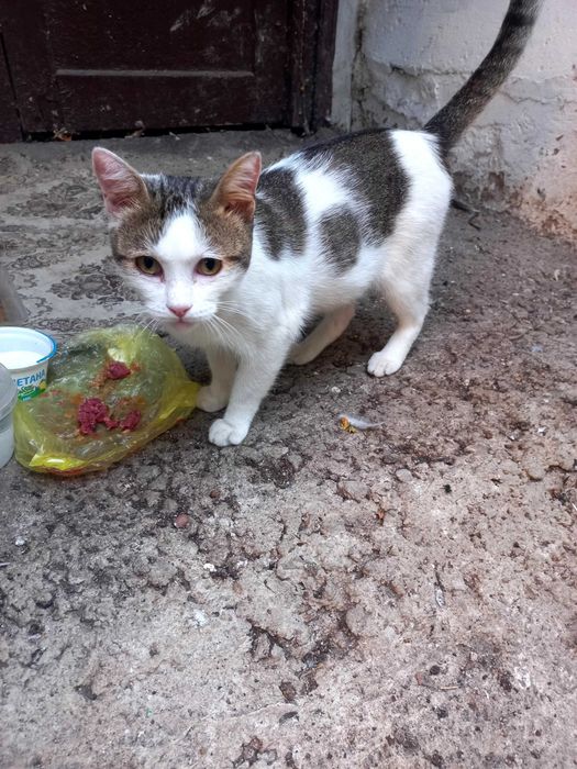 Молодой котик дважды предавали