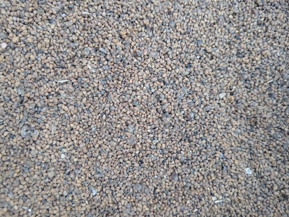 tut urug', тут уруг, тут