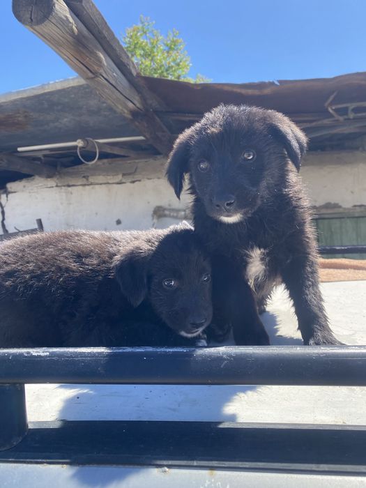 Тобет Овчарка щенки
