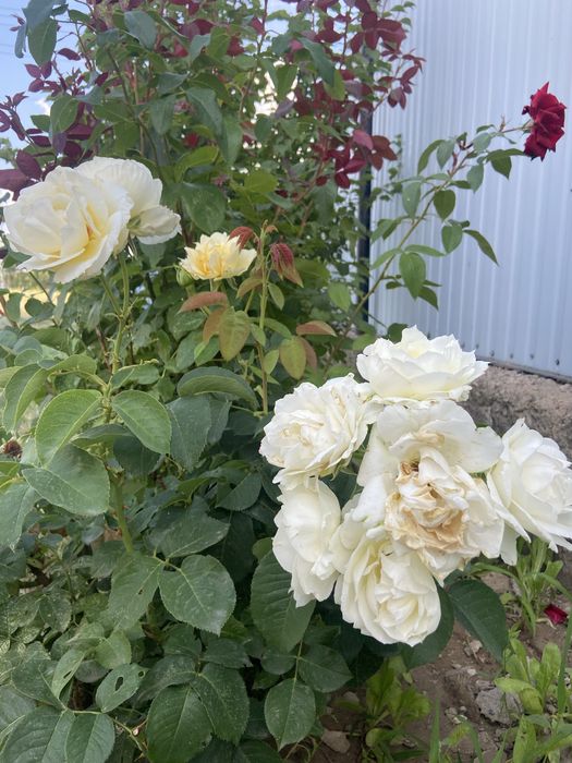 Продам дом Кызылжар-3