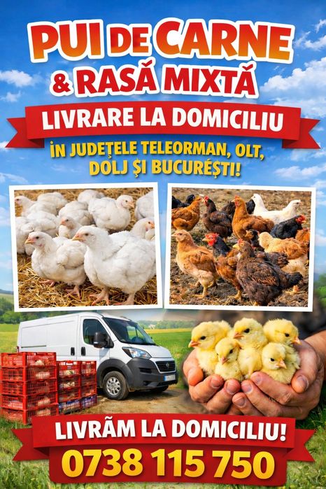 Pui alb de carne si pui rasa mixta