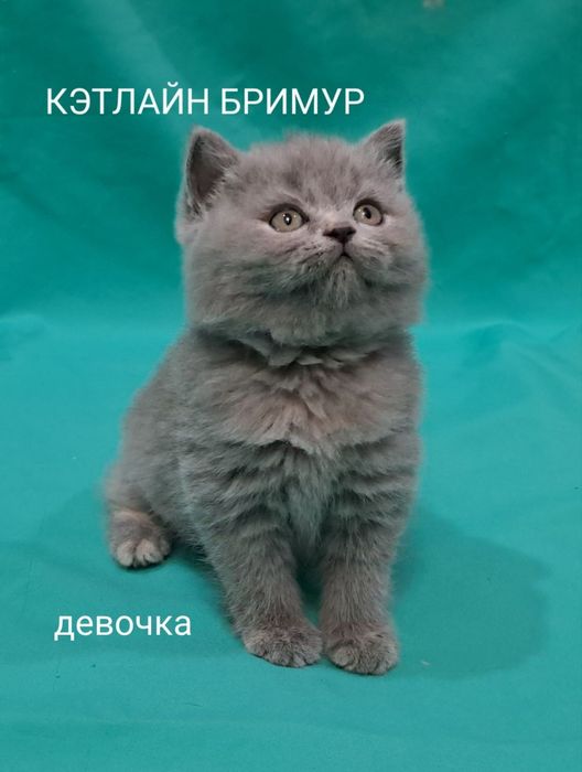 Британские котята!  Питомник!