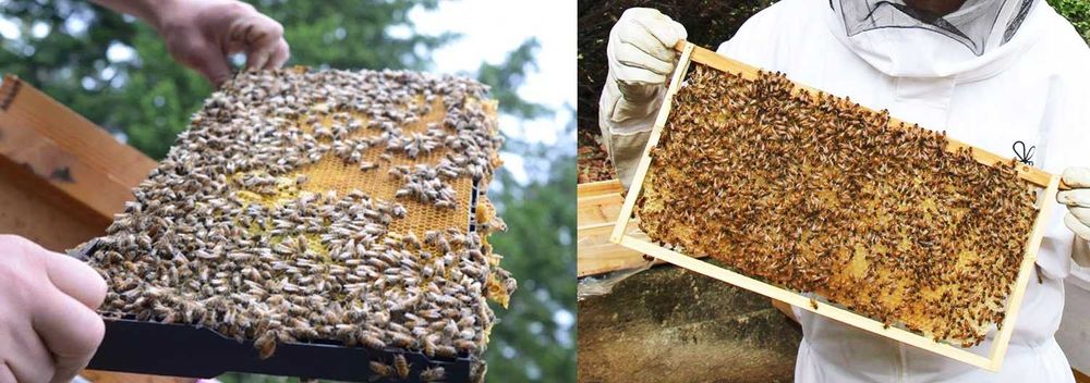 Vand roiuri de albine Popesti. Jud Bihor. 2025