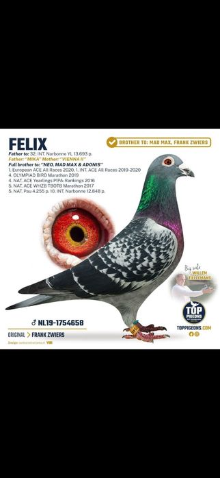 Voiajori maraton-maraton extrem