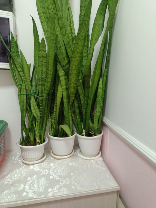 Продам цветы комнатные