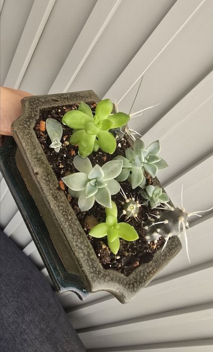 Продам садик из суккулентов