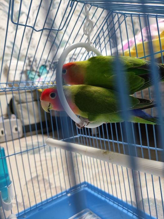 Vând papagali agapornis