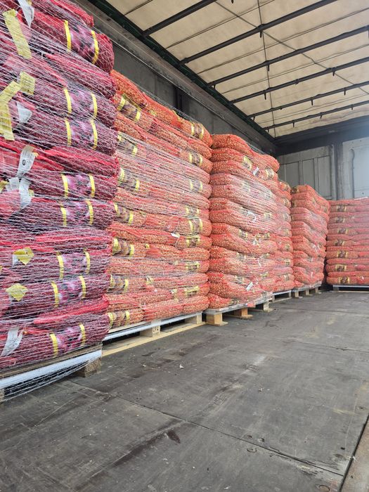 Cartofi de sămânță si arpagic stuttgarter origine olanda