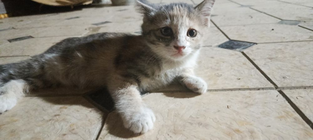 Mushuk bolasi yaxshi qoʻlarga beriladi