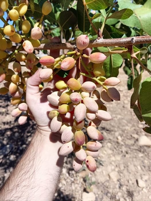 Pomi Exotici (Soiuri De Fistic )