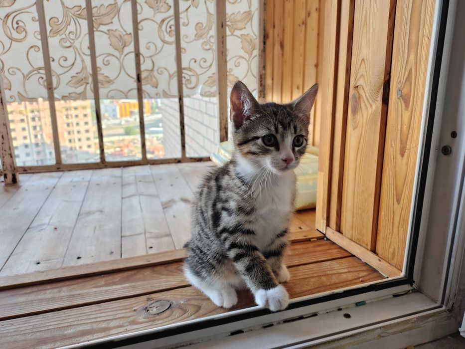 Ищем котятам дом