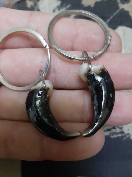 Коготь волка оригинал.