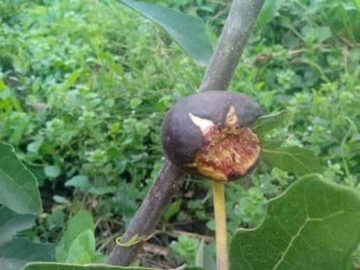 Smochin black mission