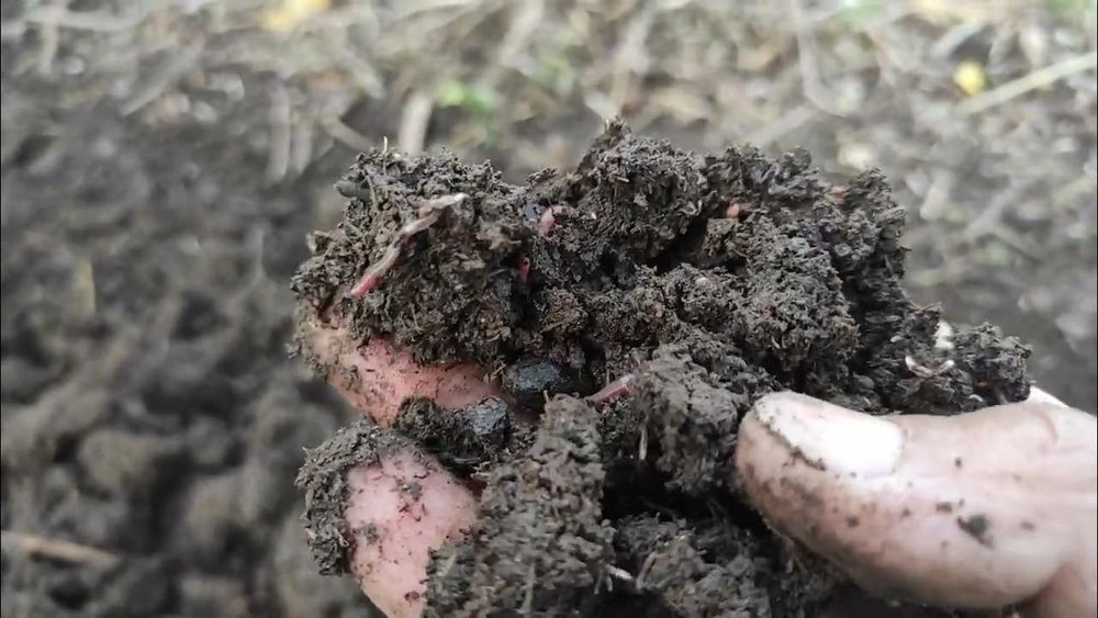 Мол гунги ва куй гунгини олиб кетамиз текинга