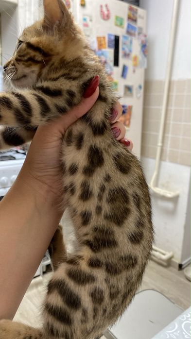 Продаются бенгальские котята