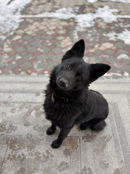 Вязка немцкая овчарка