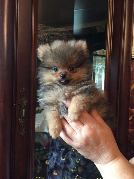 померанский шпиц