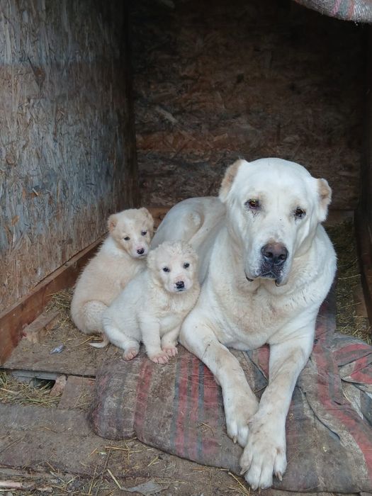 Продантся Шенки Чемпиона Карабаса Алабаяұ