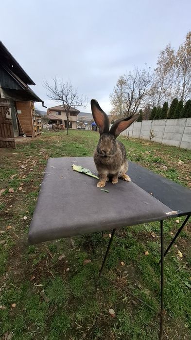 Urias german gri , gri fier , negru ,galben, cincila