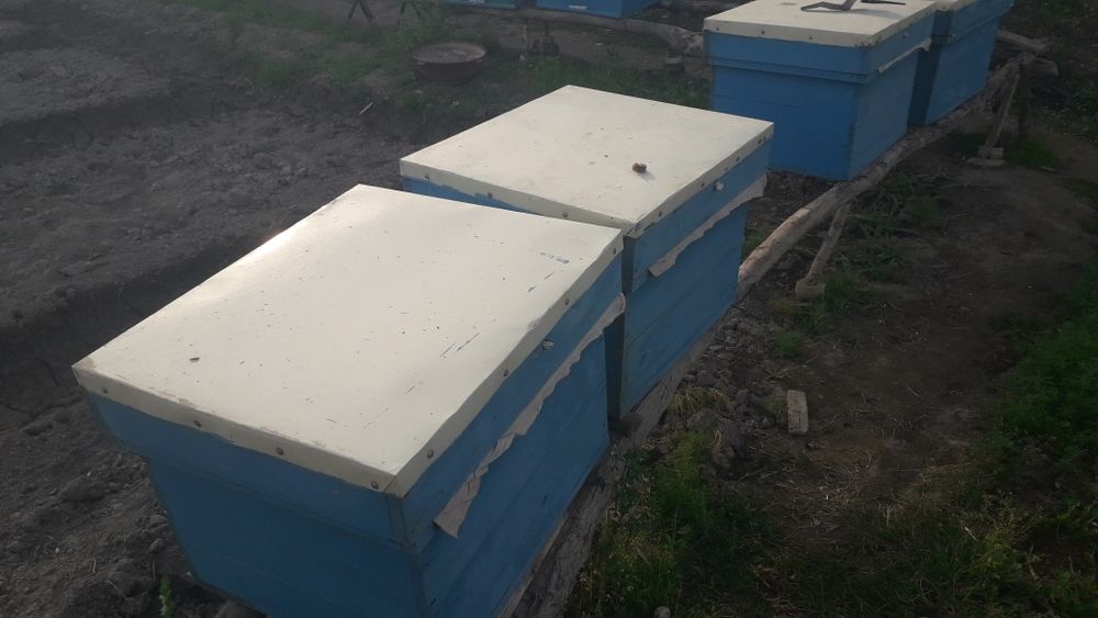 Asalari yashiklari sotiladi