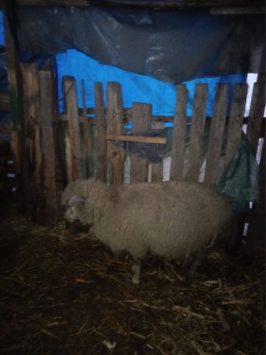 De vanzare pentru pastarma