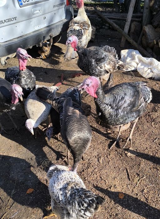 Продават се Пуйки