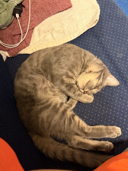 Отдам кота в добрые руки