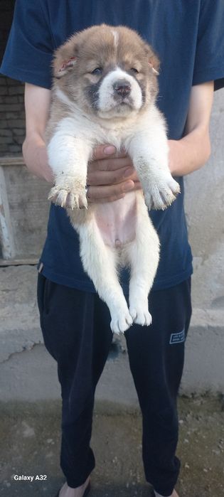 тоза туркман Алабай