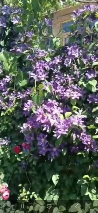 Вьющиеся цветы Климатис продам  корень