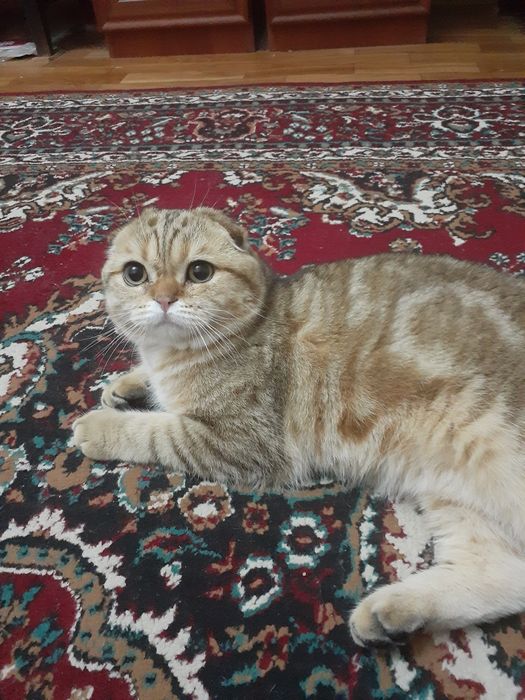 Продаётся шиншилла