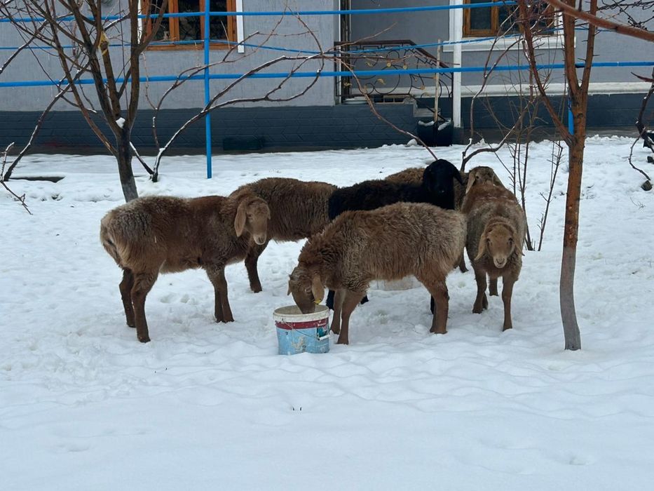Қойлар  Сатылады