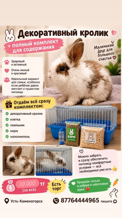 Декоративный кролик