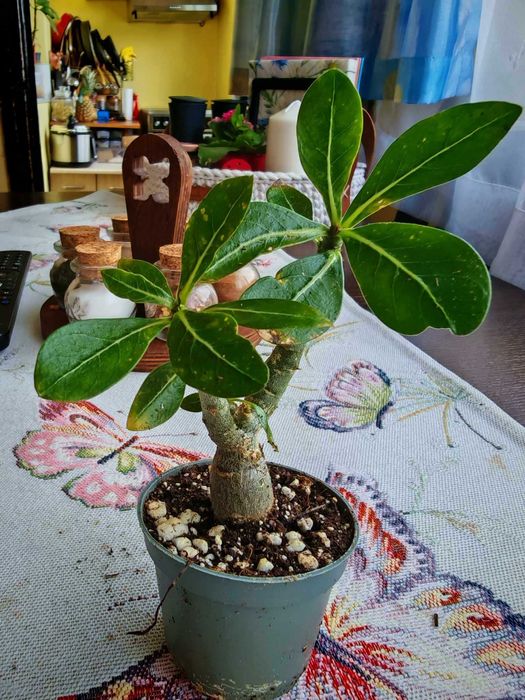 Предлагам за продажба малки адениуми