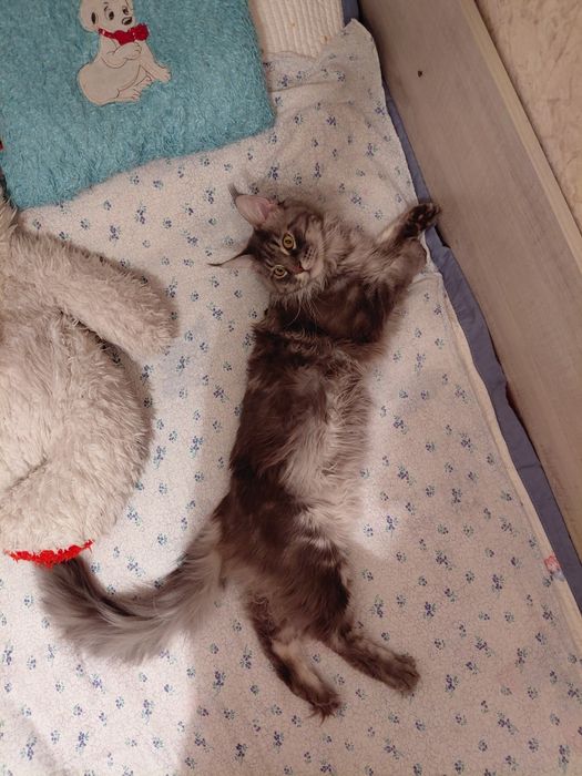 Вязка мальчик Мейн кун