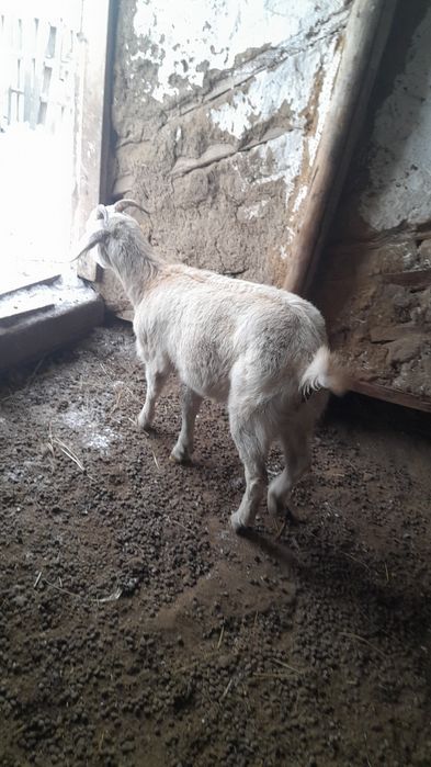 Продам.кошкара и козу