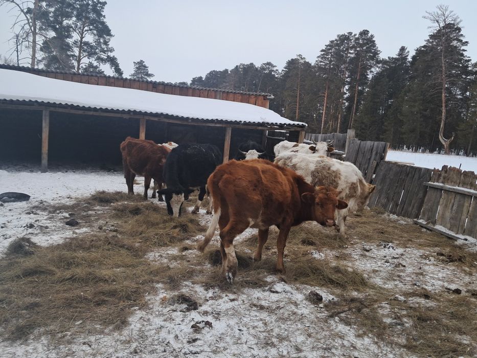 Сиырлар сатылады