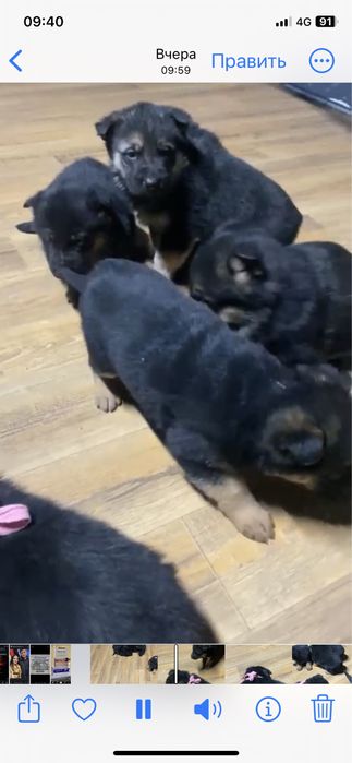 Продам щенков немецкой овчарки