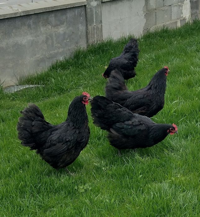 Pui australorp albastru, negru, splash din 14.05.2206