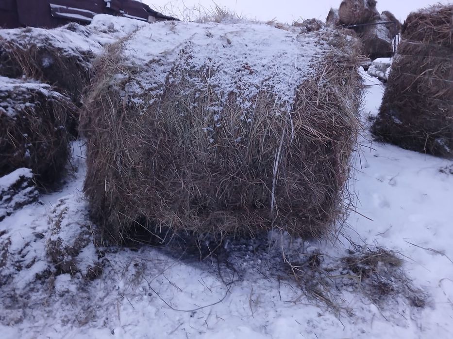 Продаём      сено