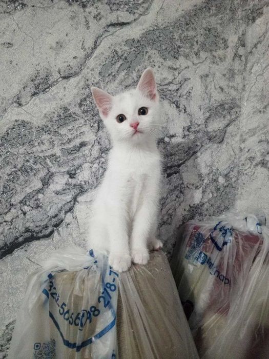 Zotli mushuk sotiladi