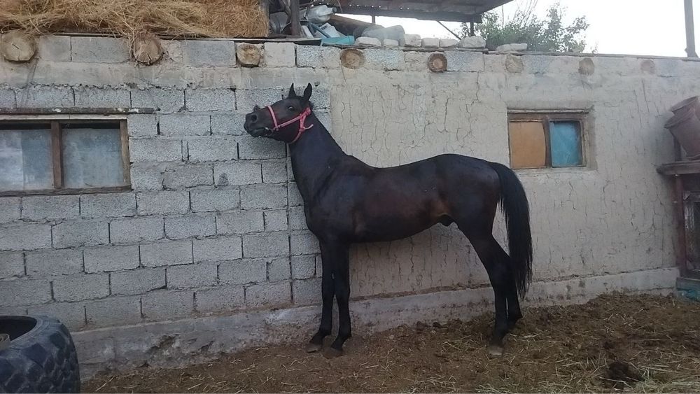 Құнан сатылады..