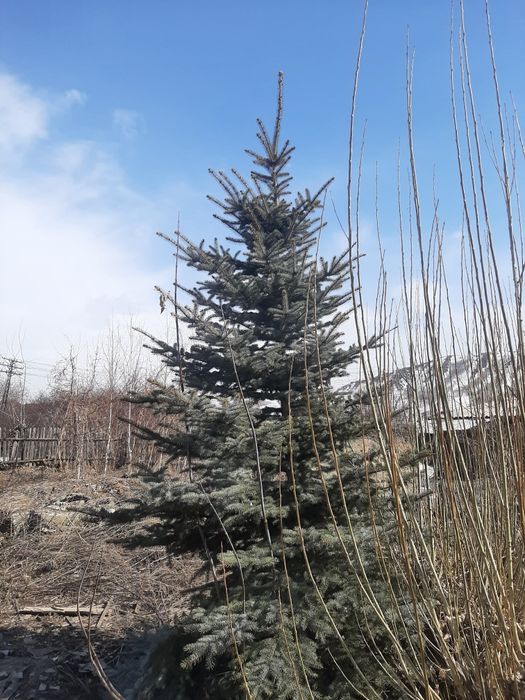Тополь пирамидальный