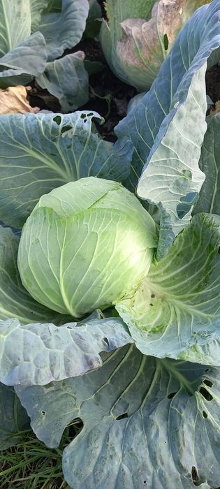 Vând varză bevery hills 1.50 lei negociabil