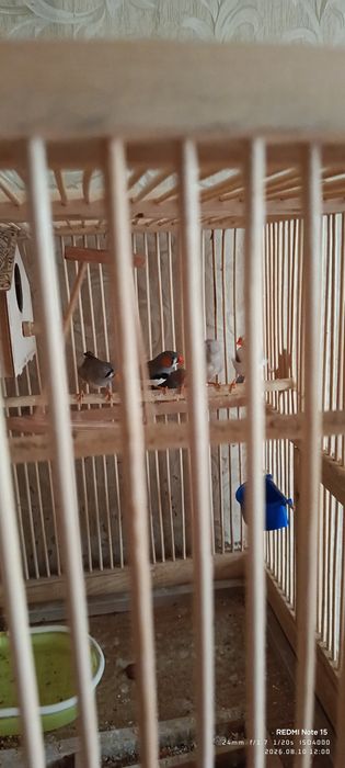 Продам амадинов,молодые