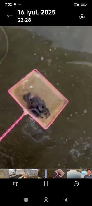 Afrika laqqasi sotiladi 10 sm dan 20 sm gacha kisloroddan chiqqan