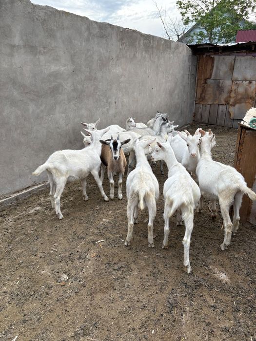 Продам 11 козы , 15 козлят , 1 козла.