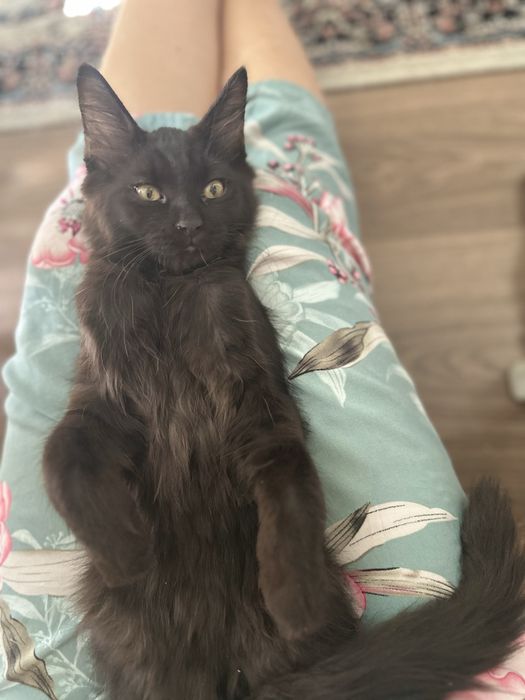 Кошка умная, супер ласковая