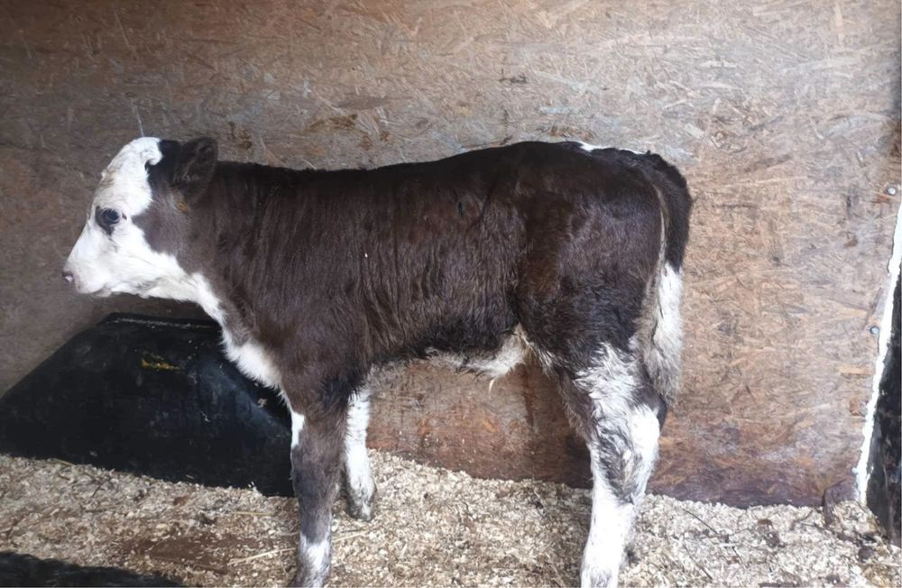 Vitei rasa de carne de vanzare sugari , semi-intarcati si intarcati